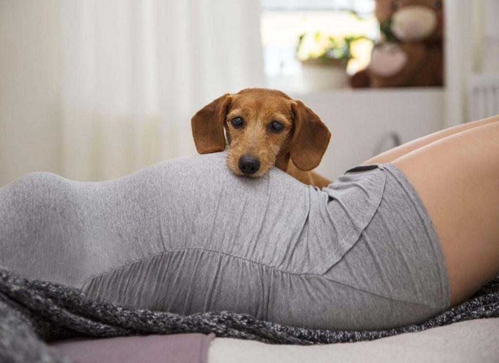 ¿Pueden los perros saber con su olfato si estás embarazada? 