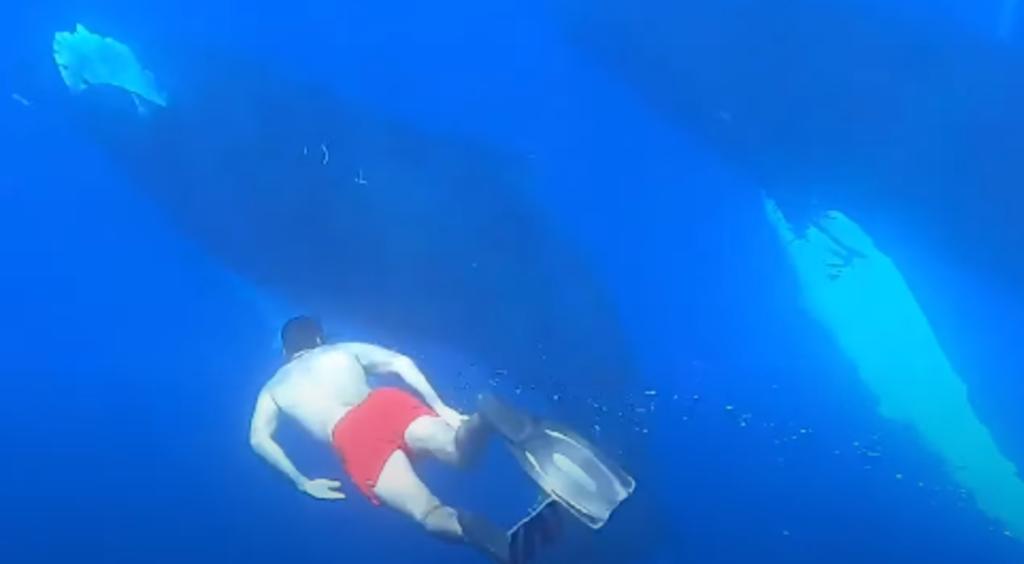 Ballenas jorobadas nadan y cantan junto a grupo de buzos en Bermudas
