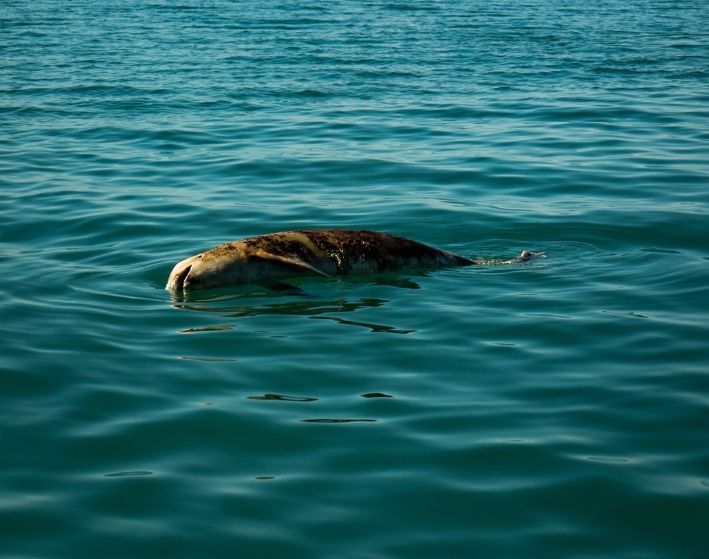 Piden presionar a México para salvar a vaquita marina