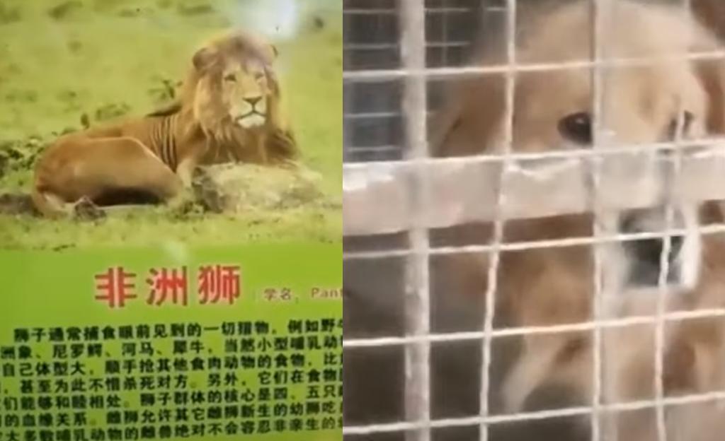 Zoológico hace pasar a perro por un león africano