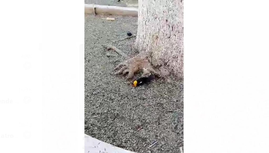 Zacatecas también registra muerte de aves tordo pecho amarillo