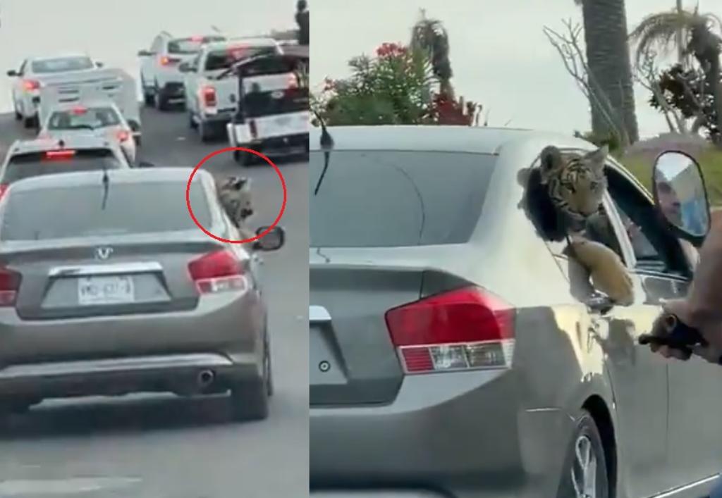 Captan a automóvil paseando a un tigre en Mazatlán