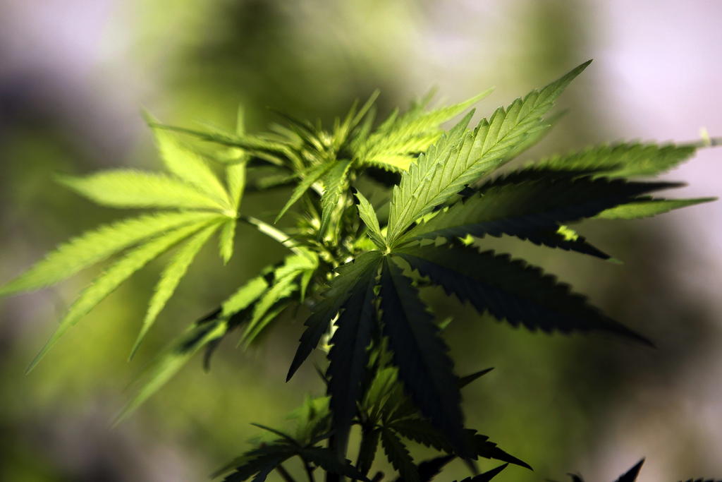 Industria espera inminente legalización del cannabis en México durante abril