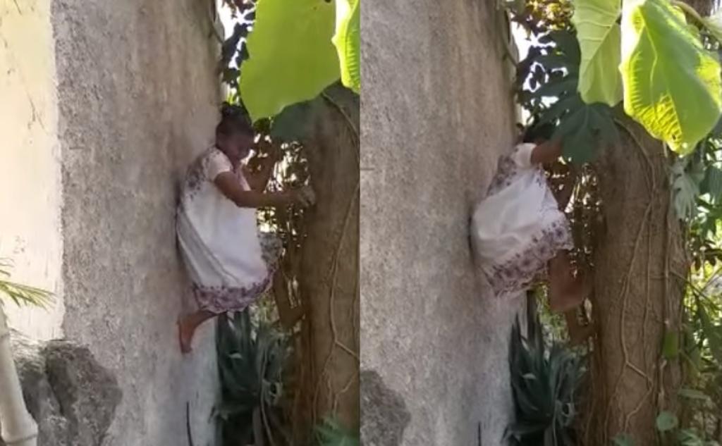 VIRAL: Abuelita yucateca sorprende al trepar los árboles para cortar fruta