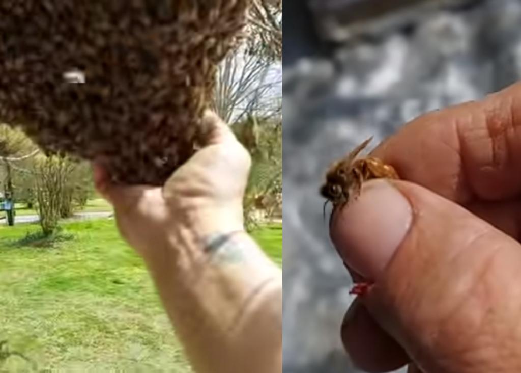 Apicultor mueve enjambre de abejas llevándose a la reina con la mano