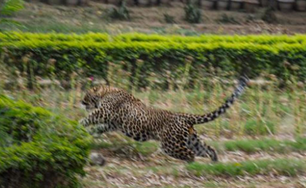Leopardo ataca y mutila a dos hombres que intentaban capturarlo