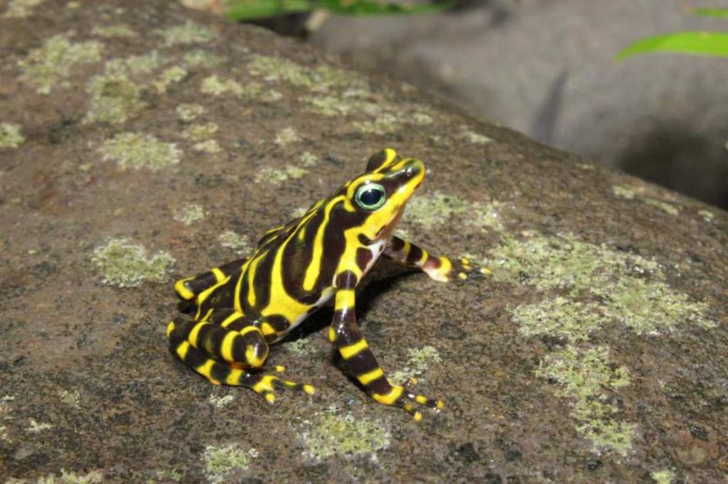 Hallan nueva especie de rana arlequín en la selva entre Panamá y Colombia