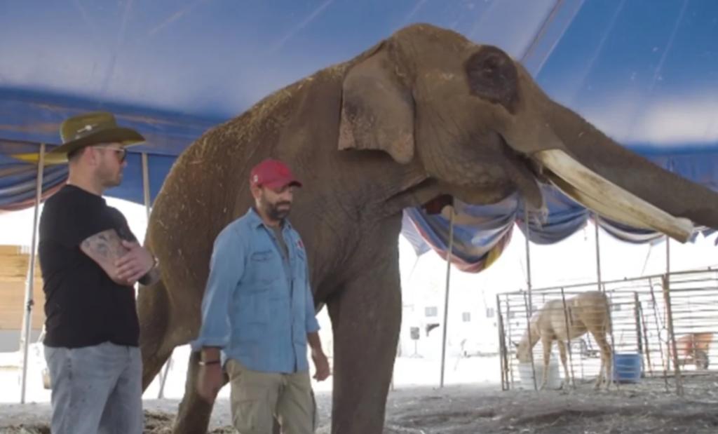Acusan a Arturo Islas de montar el rescate del elefante Big Boy