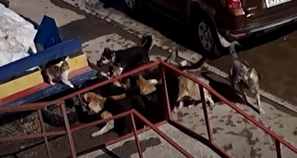 Gato 'lucha' contra jauría de perros y sobrevive gracias a un buen samaritano