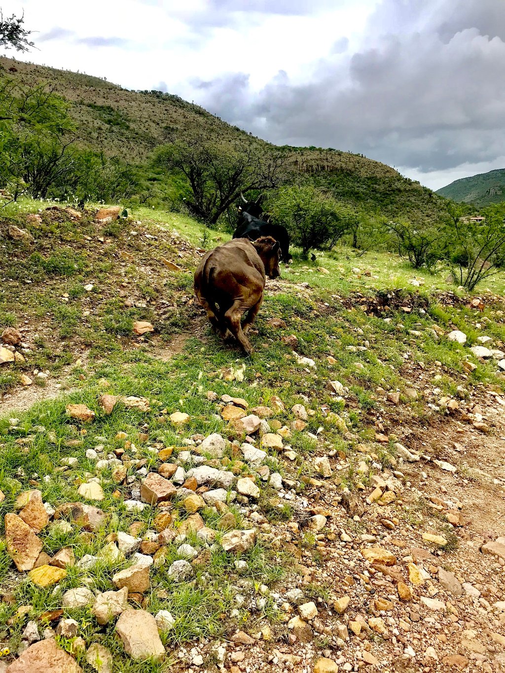 La sequía ya causa muerte de ganado en Durango