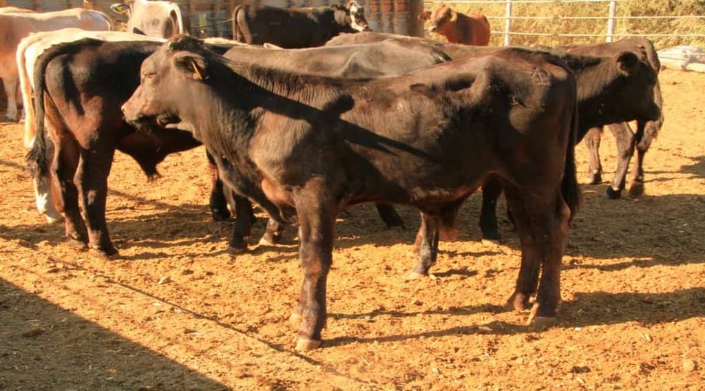 Cuatro 'calamidades' afectan a ganaderos de Durango