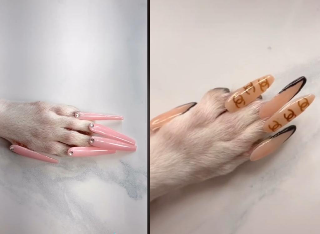 Critican a mujer que le puso uñas postizas a su perro