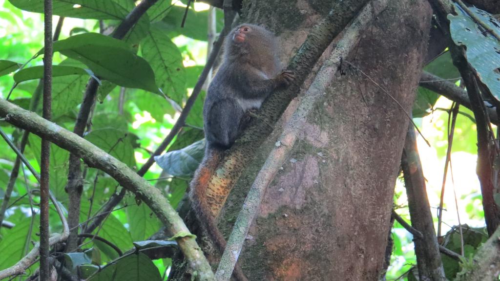 Descubren nueva especie del primate más pequeño del mundo en Ecuador