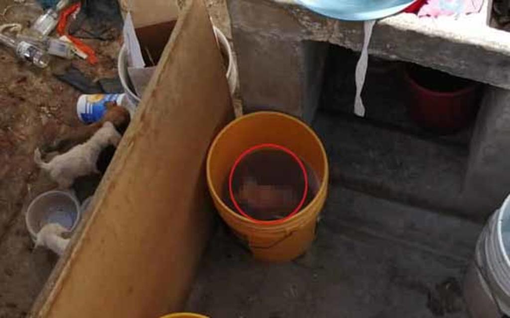 Reportan caso de crueldad animal en Gómez Palacio; cachorro murió ahogado en una tina
