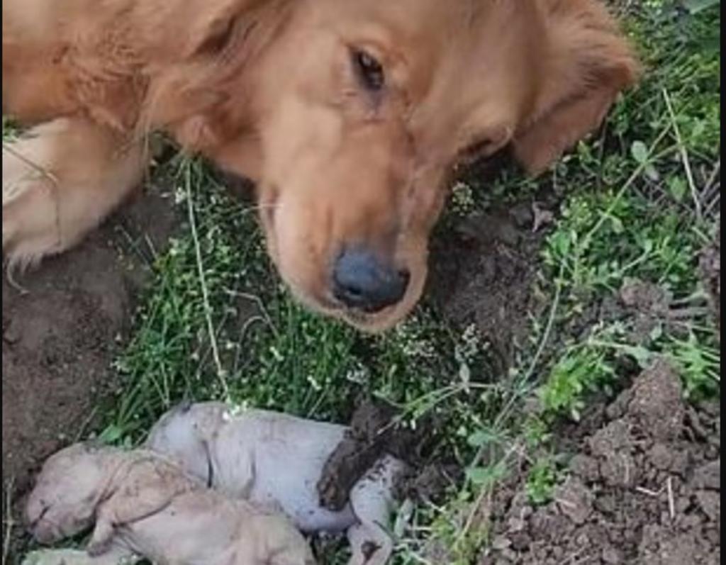 Golden Retriever llora al enterrar a sus cachorros que murieron en el parto