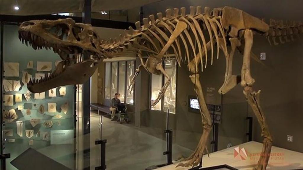 ¿Cuántos Tiranosaurios rex hubo?