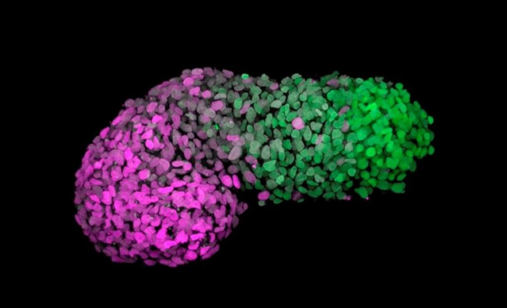 Cultivan 'embriones quimera' de monos con células humanas durante 19 días