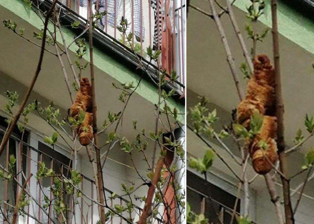 Vecinos reportan una iguana colgando de un árbol, pero era un croissant
