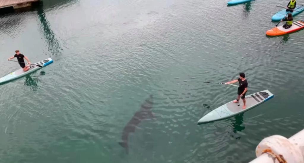 Bañistas tienen encuentro cercano con un tiburón mientras hacían 'paddleboarding'