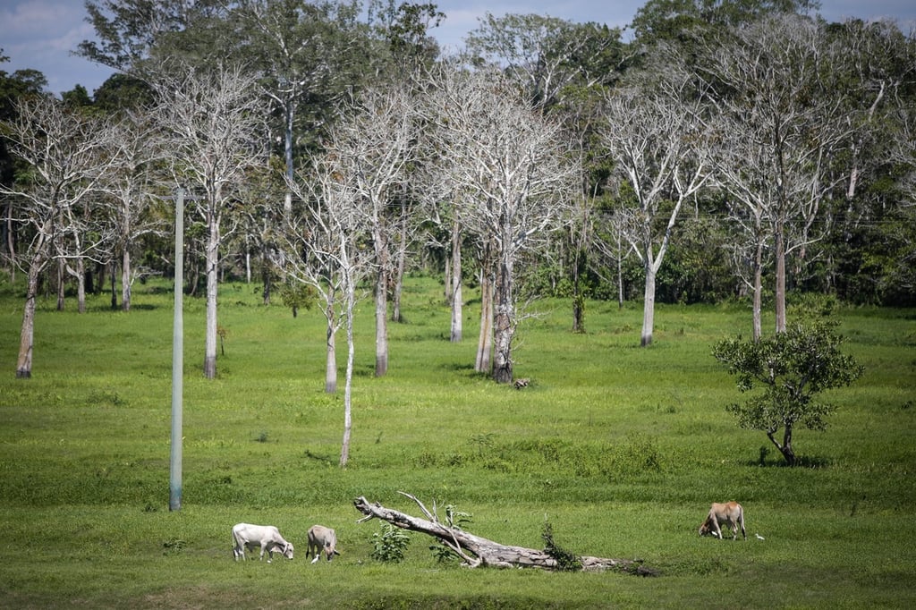 Financian proyecto para proteger la Amazonía