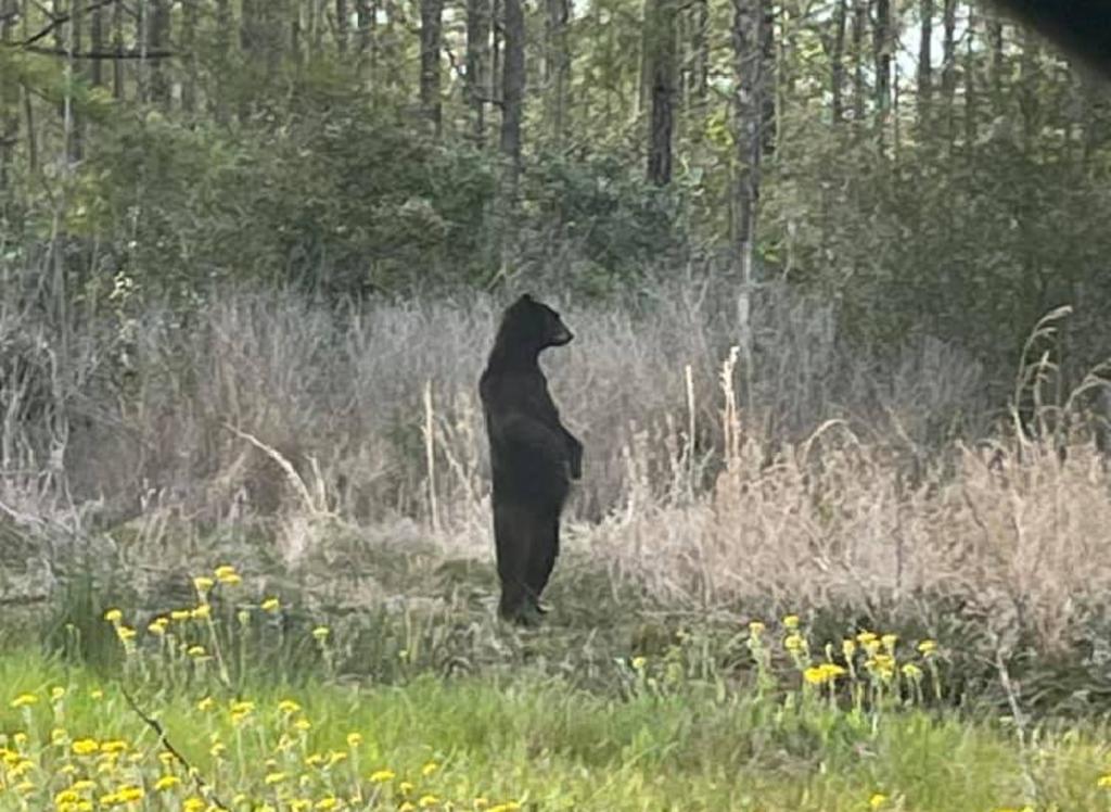 Captan a un oso parado en dos patas y la escena causa extrañeza