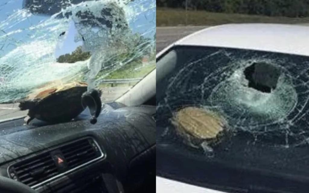 Tortuga aparece 'de la nada', impacta en el parabrisas de un auto y hiere a mujer