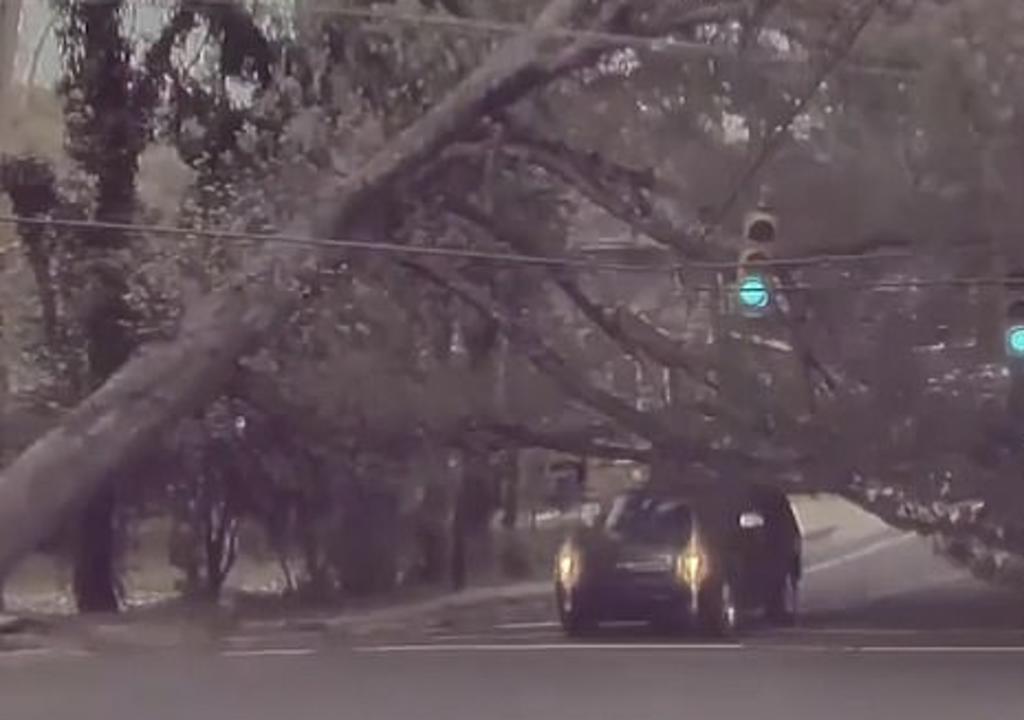 Camioneta por poco es aplastada por enorme árbol que colapsó sobre la calle
