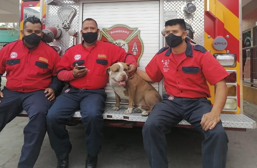 Reconocen a 'Chato', perro rescatado y miembro del Cuerpo de Bomberos de Torreón
