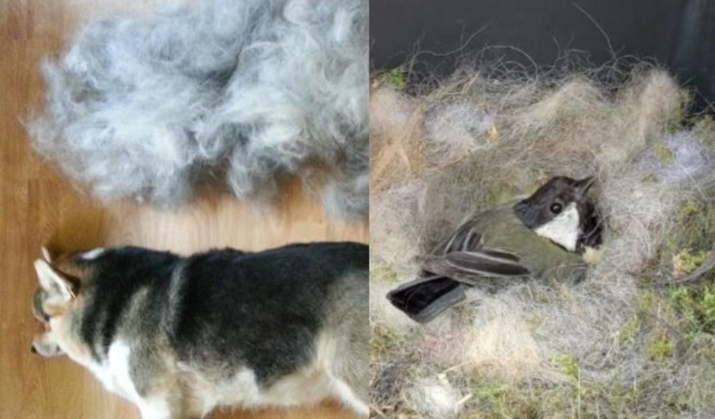 Así puedes reutilizar el pelo de tu perro y ayudar a los pájaros