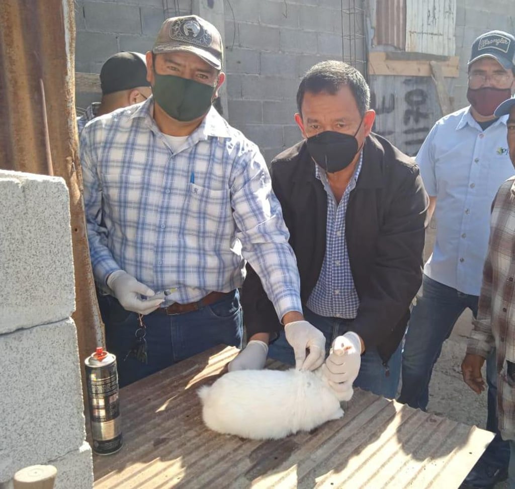 Inmunizan a 585 conejos en el municipio de Lerdo