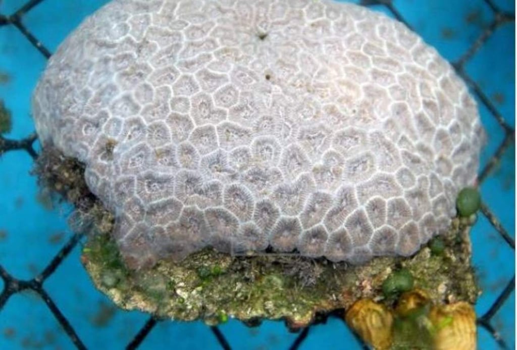 Ayuda antibiótico a curar corales con enfermedad de pérdida de tejido
