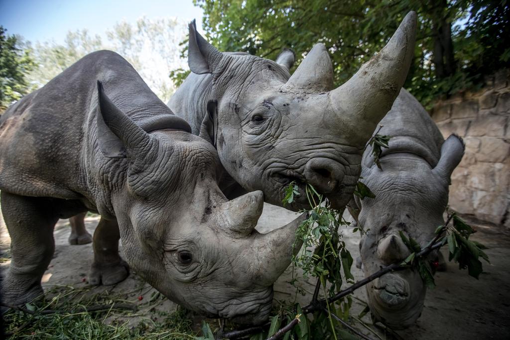Nivel de endogamia del rinoceronte de Sumatra, menor del que se creía