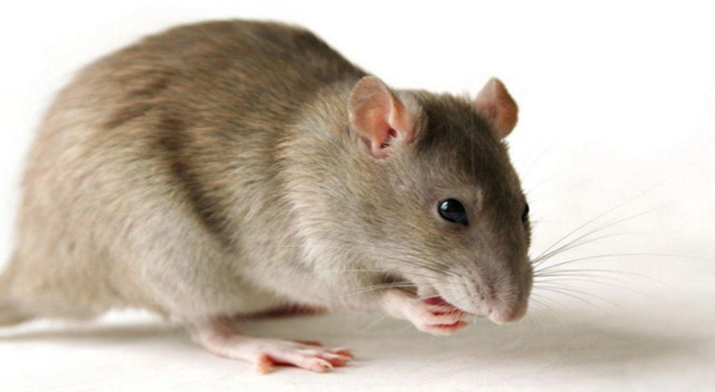 Desarrollan fármaco que revierte síntomas del alzhéimer en ratones