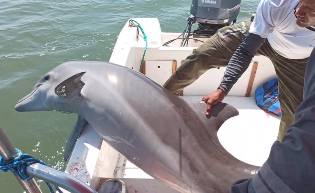 Rescatan a un delfín que estaba atorado en un instrumento de pesca