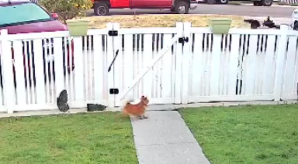 Perro mascota ahuyenta a coyote tras una 'disputa' de ladridos