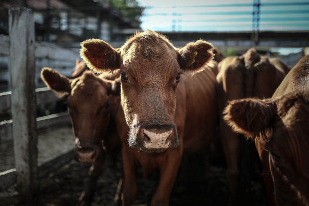 Advierte Anetif riesgos del mercado de carne argentino