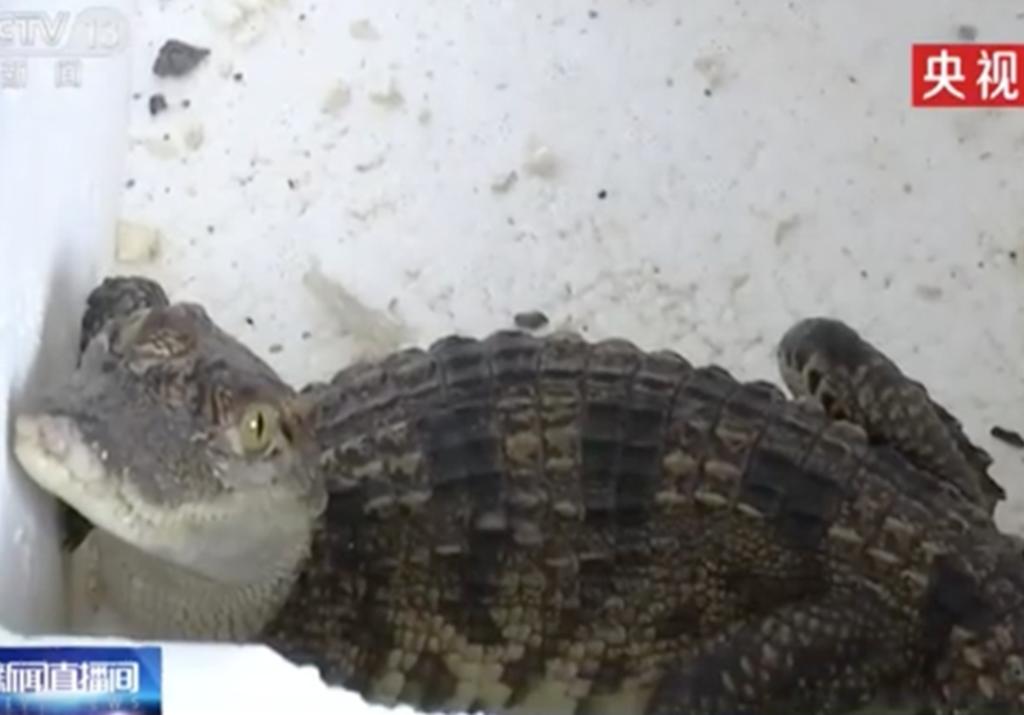 Compran pescado por internet y les llega un cocodrilo vivo