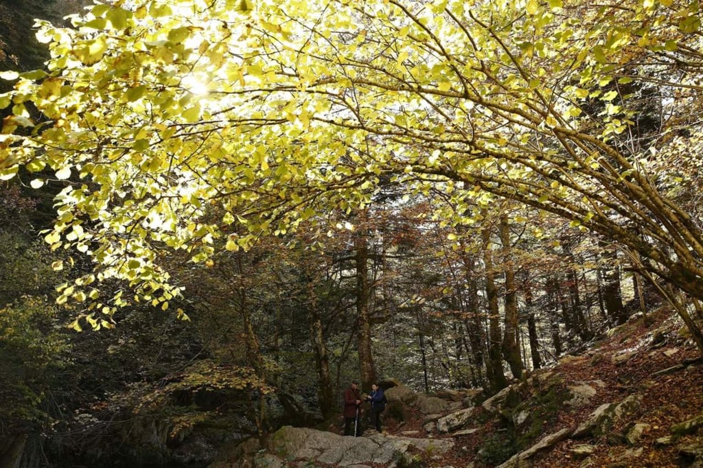 Arroja estudio dudas sobre aumento del aprovechamiento forestal en Europa