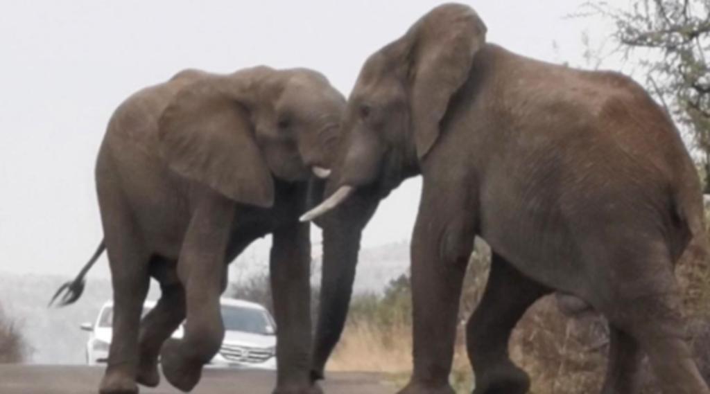 Elefantes pelean en medio de una carretera y frenan el tráfico