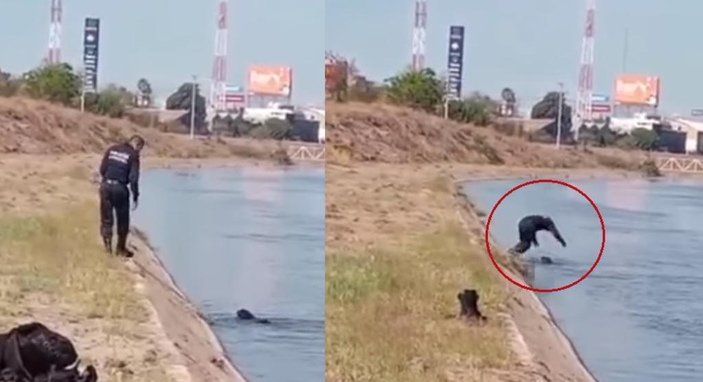 'Héroe sin capa'; policía de Sinaloa rescata a perrito que se ahogaba en canal