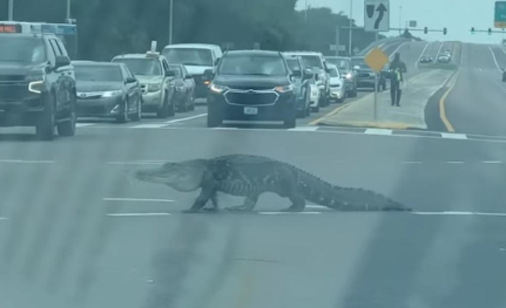 Tráfico se detiene para permitir que un caimán cruce la autopista