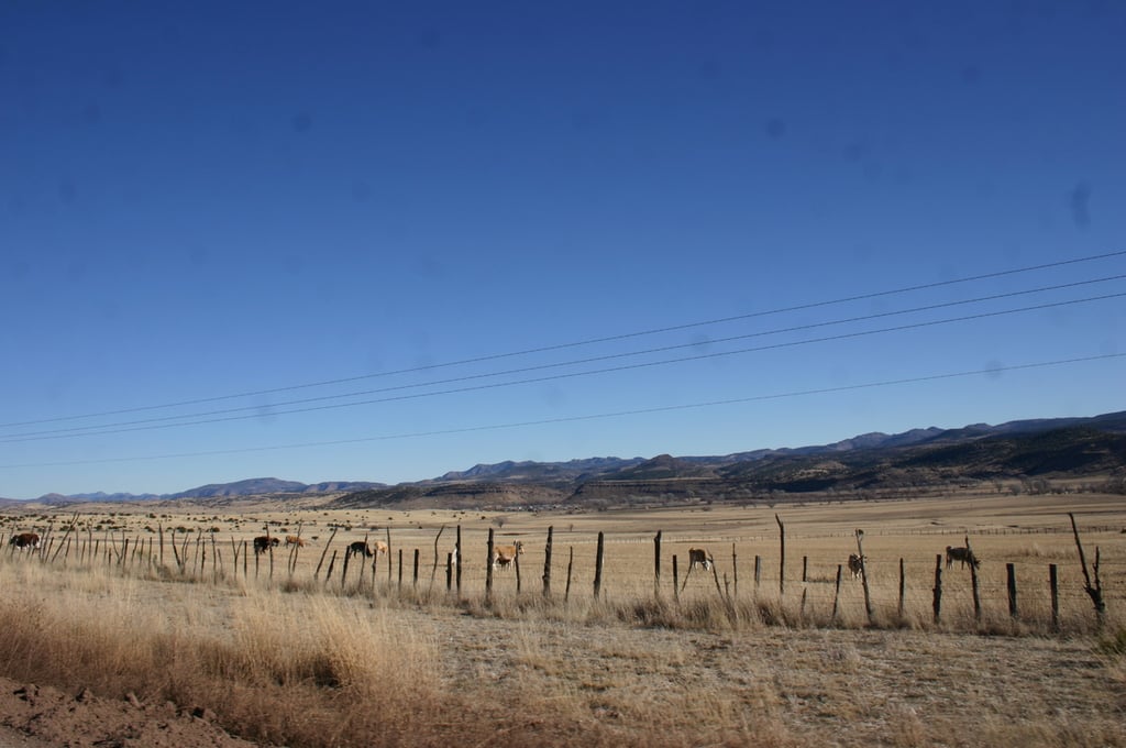 Han muerto 3,200 reses por la sequía en Durango
