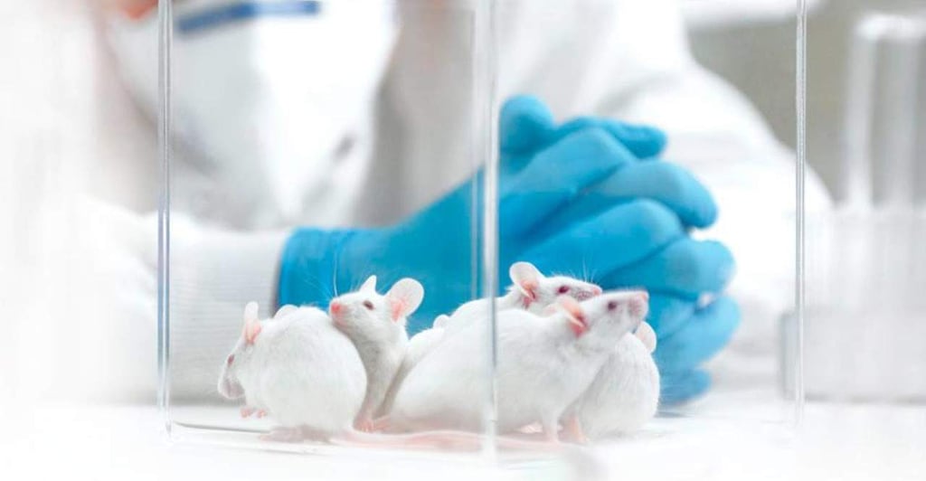 Estudio en ratones muestra que proteína protege de diabetes e hígado graso