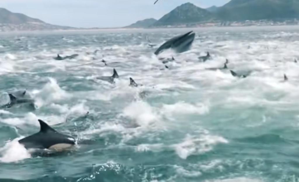 Cientos de delfines y tres ballenas sorprenden a pescadores al comer cerca de ellos