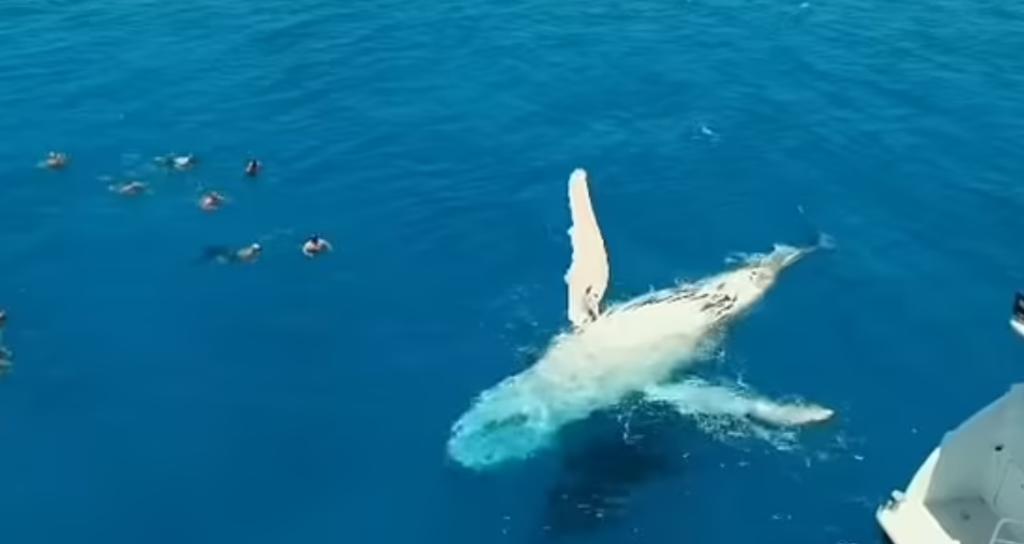 Orcas nadan y 'juegan' junto a grupo de turistas cerca de arrecifes
