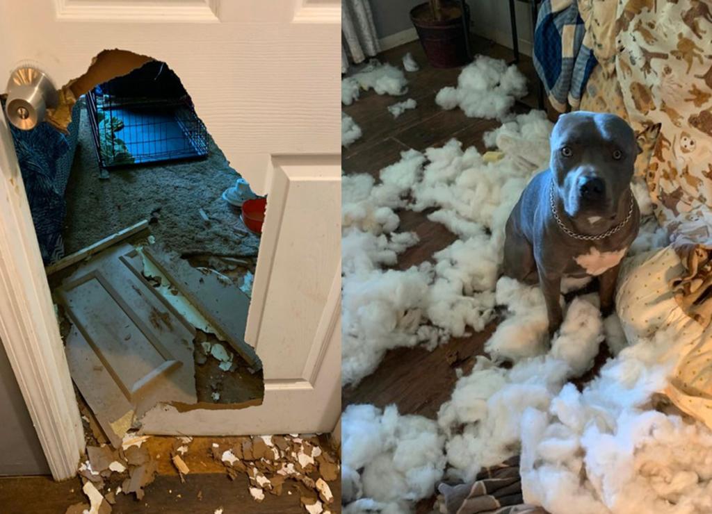 Mascota le provoca un susto a su dueña al destrozar el sofá y la puerta