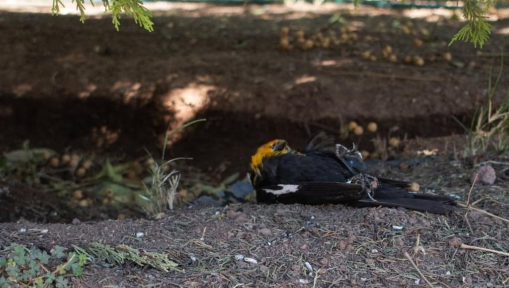 Exigen investigación de Profepa por muerte de aves en Durango