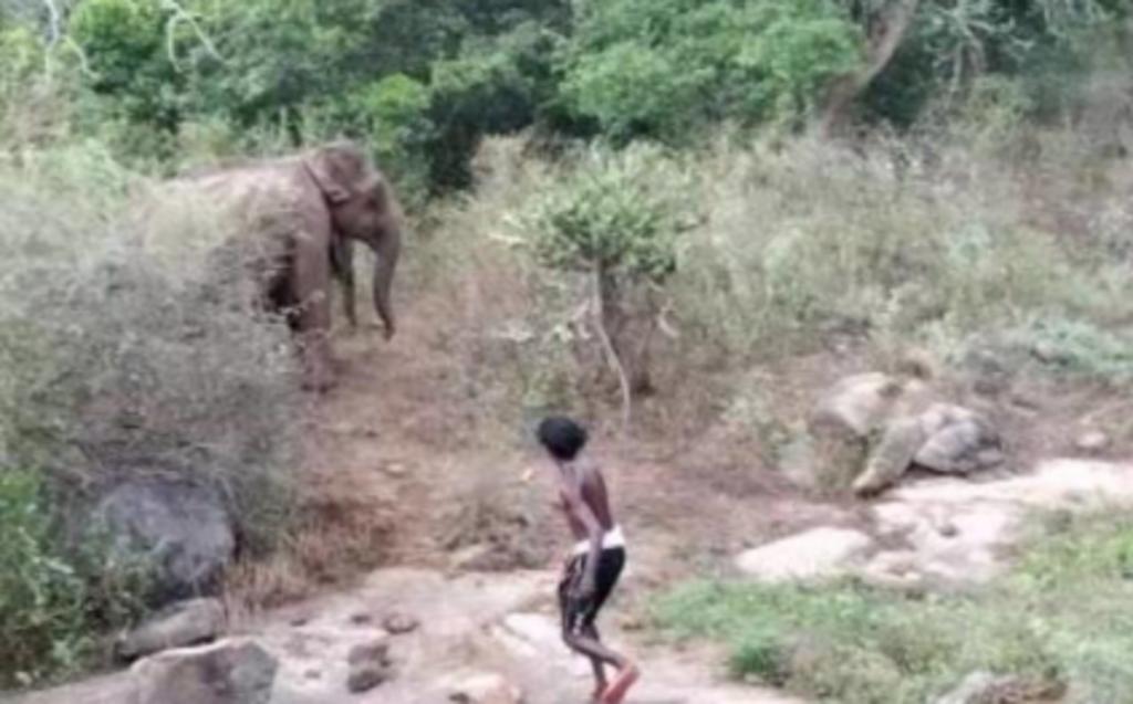 Jóvenes apedrean a elefantes y ahora están siendo investigados