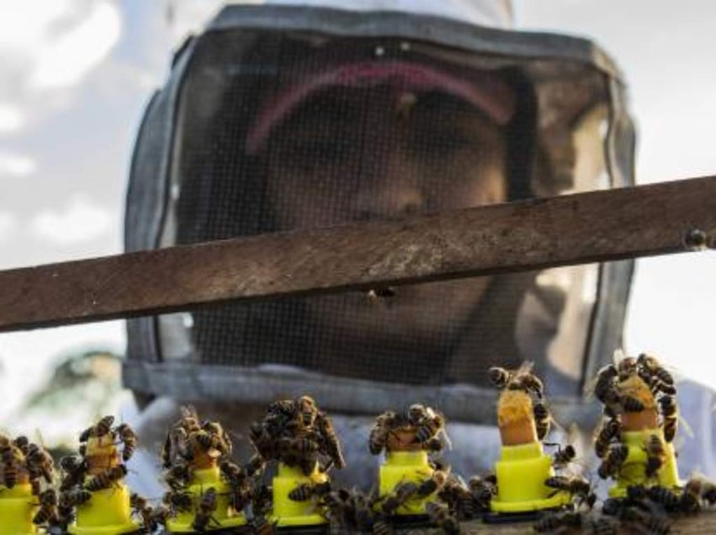 Entrenan abejas para 'sacar la lengua' al oler COVID-19