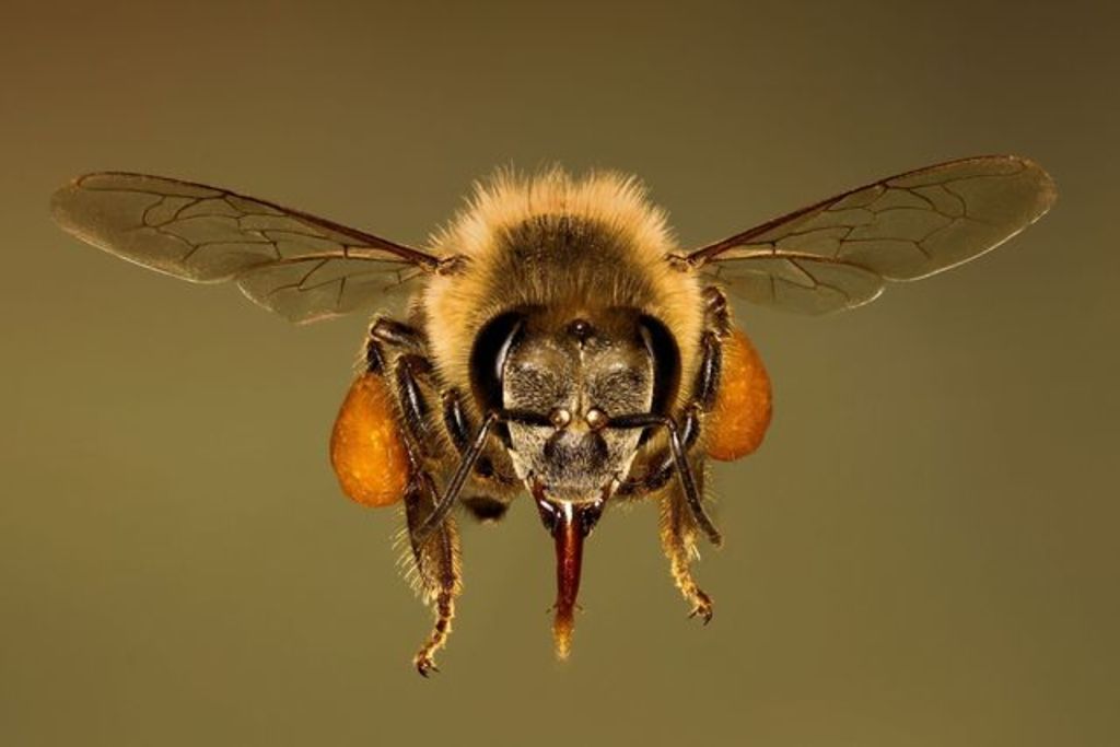 Usan abejas para detectar COVID